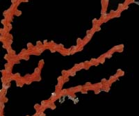 Scleracis guadalupensis branches, preserved specimen (USNM 61244) Scleracis guadalupensis branches, preserved specimen (USNM 61244)